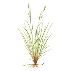 Осока Малышева / Carex Malyschevii