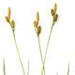 Осока Теневая / Carex Umbrosa