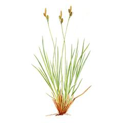 Осока Теневая / Carex Umbrosa