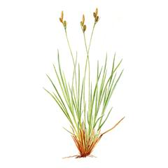   / Carex Umbrosa