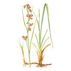 Меч-трава Обыкновенная / Cladium Mariscus