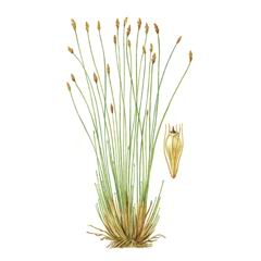   / Eleocharis Margaritacea