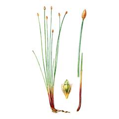 Болотница Четырехгранная / Eleocharis Tetraquetra
