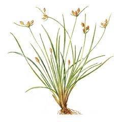 Фимбристилис Охотский / Fimbristylis Ochotensis