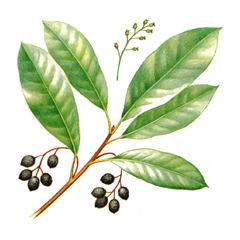 Волчелистник Низкий / Daphniphyllum Humile