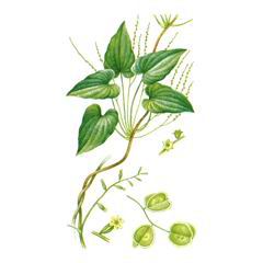 Диоскорея Кавказская / Dioscorea Caucasica
