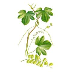 Диоскорея Японская / Dioscorea Nipponica