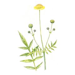 Головчатка Литвинова / Cephalaria Litvinovii