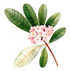 Рододендрон Фори / Rhododendron Fauriei R. Brachycarpum Auct.