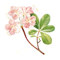 Рододендрон Шлиппенбаха / Rhododendron Schlippenbachii