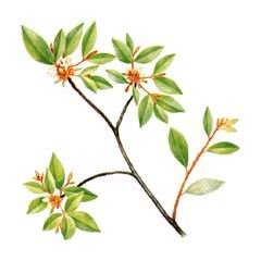 Рододендрон Чоноского / Rhododendron Tschonoskii