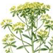 Молочай Остистый / Euphorbia Aristata