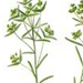 Молочай Жигулевский / Euphorbia Zhiguliensis