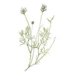 Астрагал Игошиной / Astragalus Igoschinae