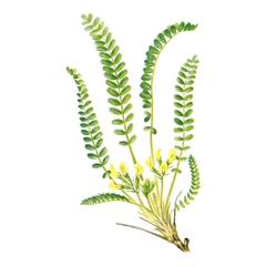 Астрагал Кунгурский / Astragalus Kungurensis