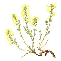   / Genista Albida G. Compacta Schischk.