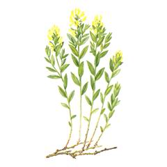 Дрок Распростертый / Genista Humifusa G. Lipskyi Novopokr. Et Schischk.; G. Sachokiana A. Kuth.