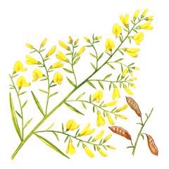 Дрок Донской / Genista Tanaitica