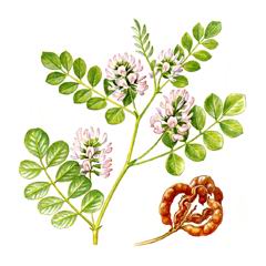 Солодка Коржинского / Glycyrrhiza Korshinskyi
