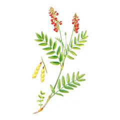 Копеечник Американский / Hedysarum Americanum