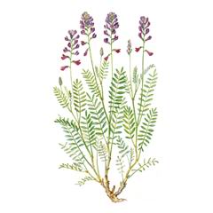 Копеечник Меловой / Hedysarum Cretaceum