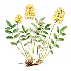 Копеечник Дагестанский / Hedysarum Daghestanicum