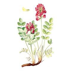 Копеечник Крупноцветковый / Hedysarum Grandiflorum