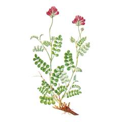 Копеечник Минусинский / Hedysarum Minussinense