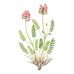 Копеечник Украинский / Hedysarum Ucrainicum