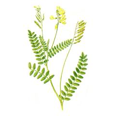 Копеечник Уссурийский / Hedysarum Ussuriense