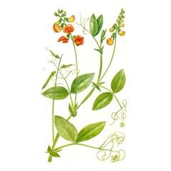 Чина Литвинова / Lathyrus Litvinovii