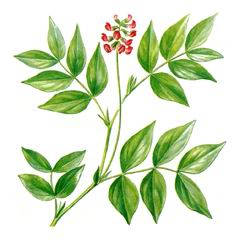Чина Голубая (сочевичник Голубой) / Lathyrus Venetus Orobus Venetus Mill.