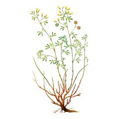 Люцерна Решетчатая / Medicago Cancellata