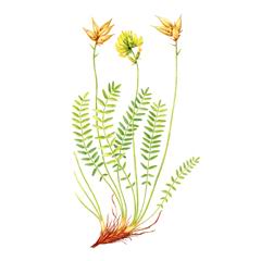 Остролодочник Приальпийский / Oxytropis Alpestris
