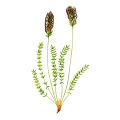Остролодочник Сомнительный / Oxytropis Dubia