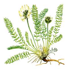 Остролодочник Железистый / Oxytropis Glandulosa