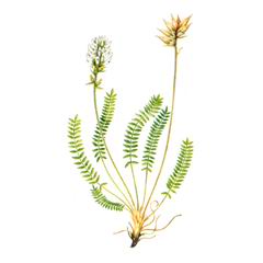 Остролодочник Белоснежный / Oxytropis Nivea