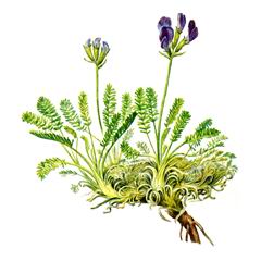 Остролодочник Вздутоплодный / Oxytropis Physocarpa