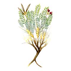 Остролодочник Почти-длинноножковый / Oxytropis Sublongipes