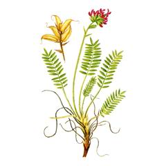 Остролодочник Тодомоширский / Oxytropis Todomoshiriensis