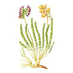 Остролодочник Пушистопузырчатый / Oxytropis Trichophysa
