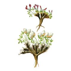 Остролодочник Трехлистный / Oxytropis Triphylla