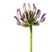   / Oxytropis Tschujae