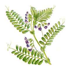 Вика Плотноволосистая / Vicia Hololasia