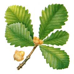 Дуб Зубчатый / Quercus Dentata