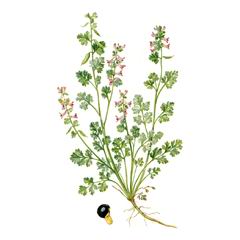 Хохлатка Бунге / Corydalis Bungeana