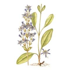 Сверция Многолетняя / Swertia Perennis