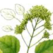   / Schizophragma Hydrangeoides