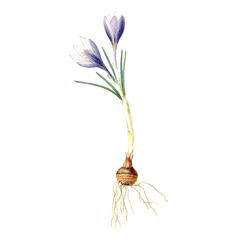 Шафран Двухцветковый / Crocus Biflorus C.tauricus Trautv. Puring