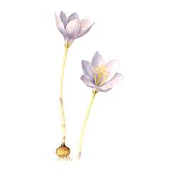 Шафран Прекрасный / Crocus Speciosus